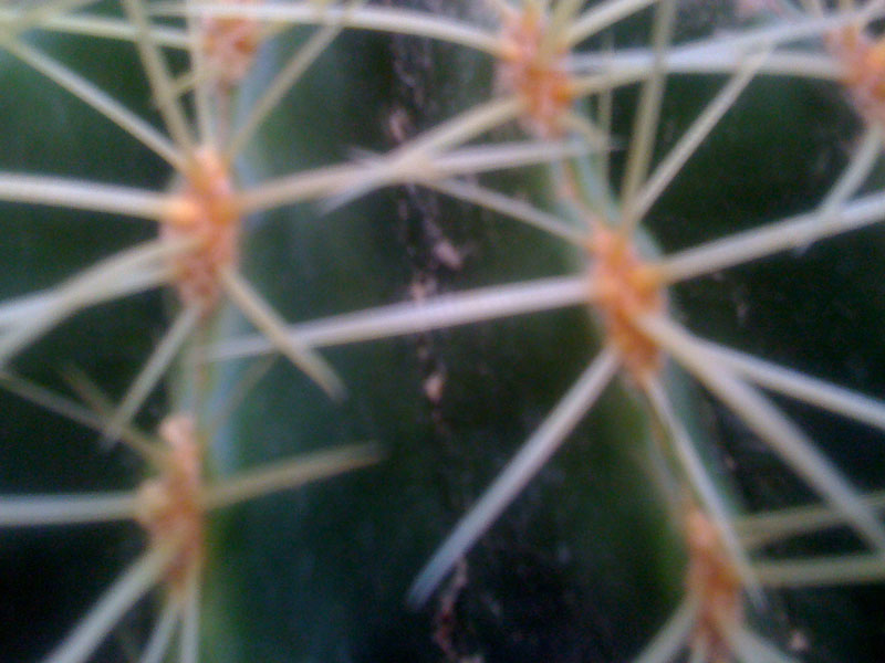 Ech. Grusonii  
