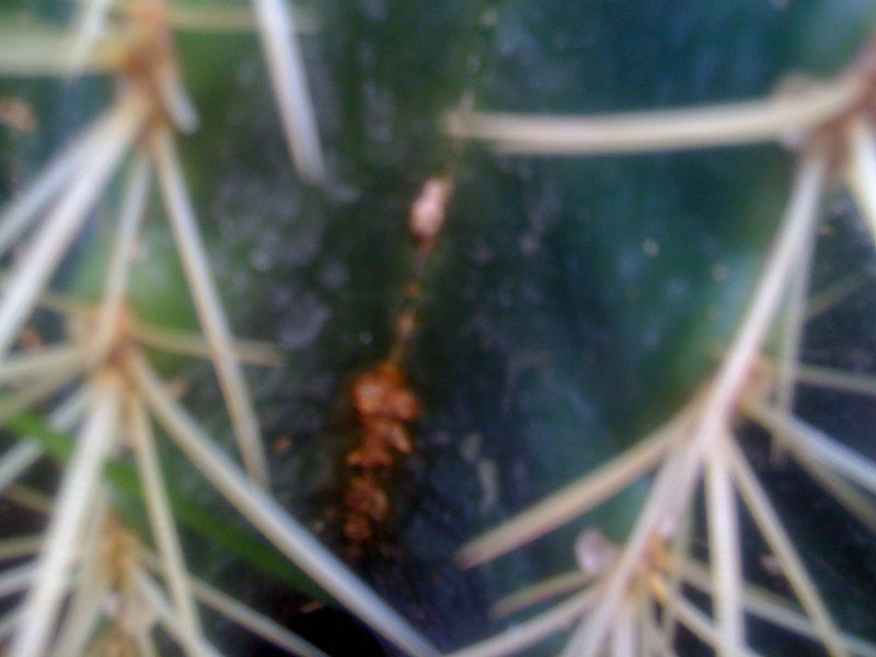 Grusonii  