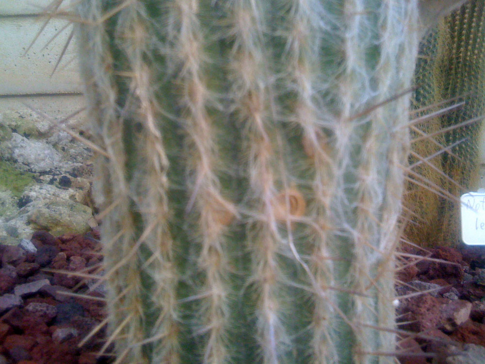 notocactus  