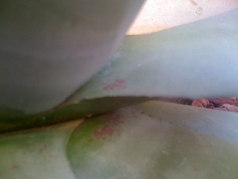 Agave  
