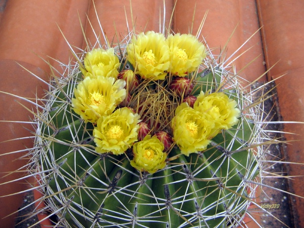 Ferocactus alamosanus 