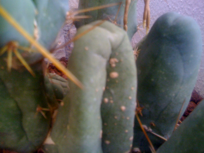 Bridgesii  
