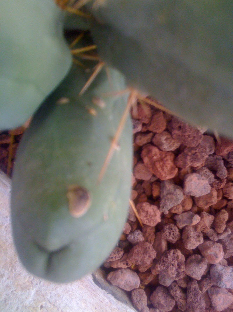 Bridgesii  