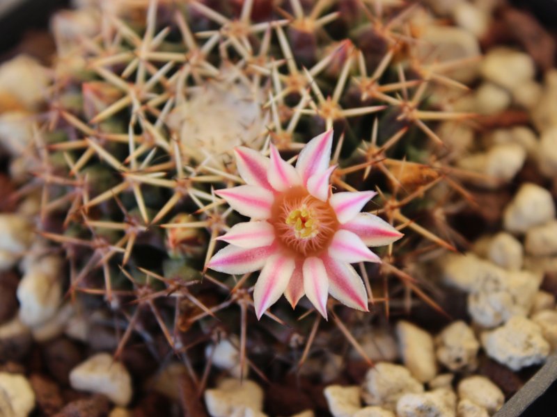 Mammillaria roseoalba ROG589