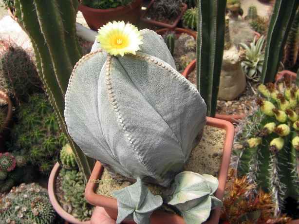 Astrophytum myriostigma 