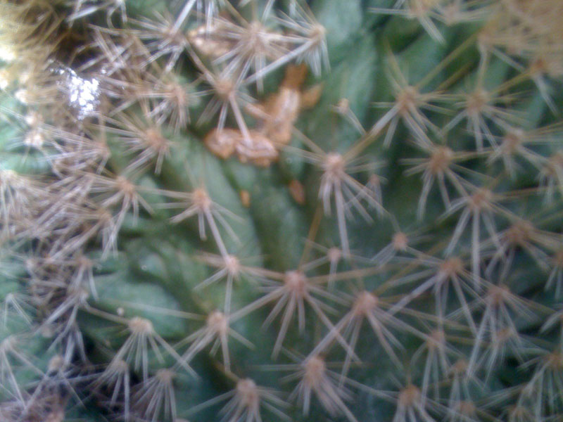 Pachycereus  