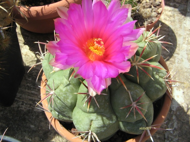 Thelocactus heterochromus 