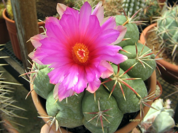 Thelocactus heterochromus 