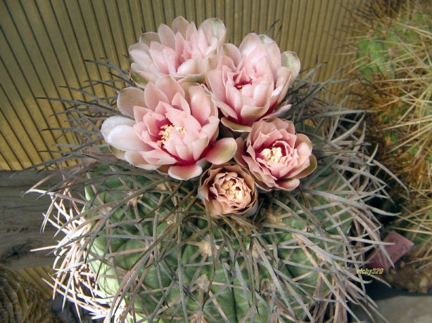 Gymnocalycium spegazzinii 