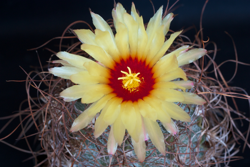 Astrophytum capricorne v. minor 