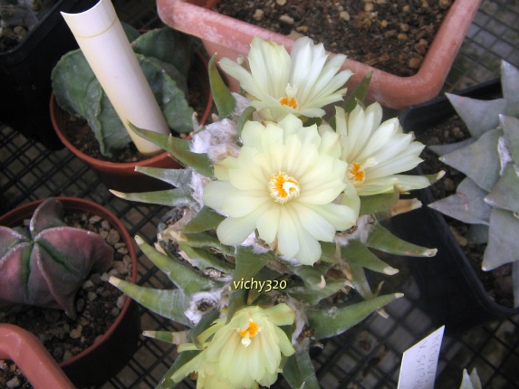 Ariocarpus trigonus 