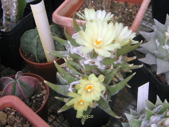 Ariocarpus trigonus 