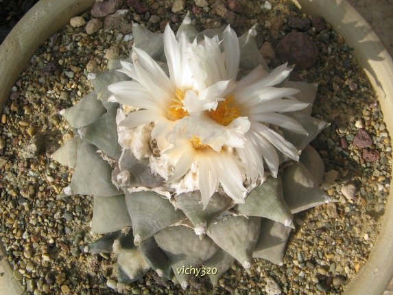 Ariocarpus retusus 