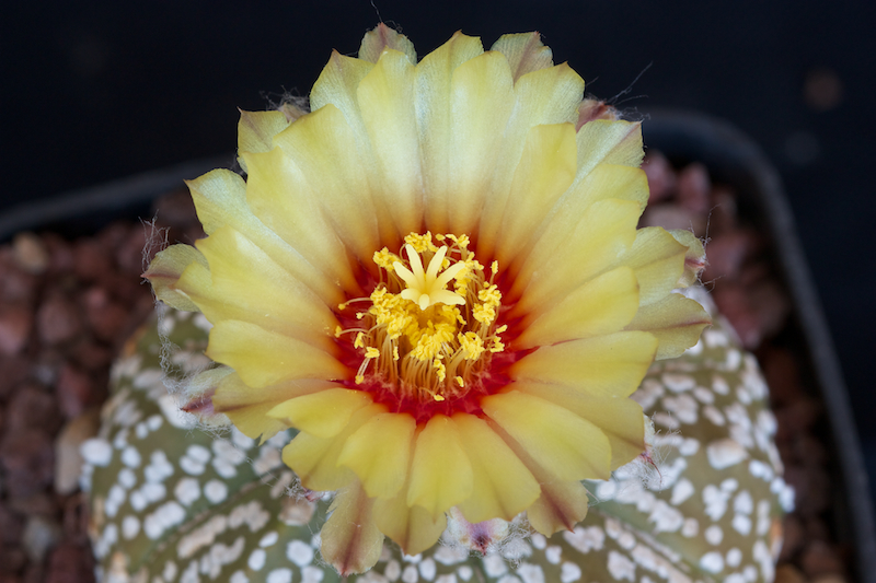 Astrophytum asterias cv. super kabuto 