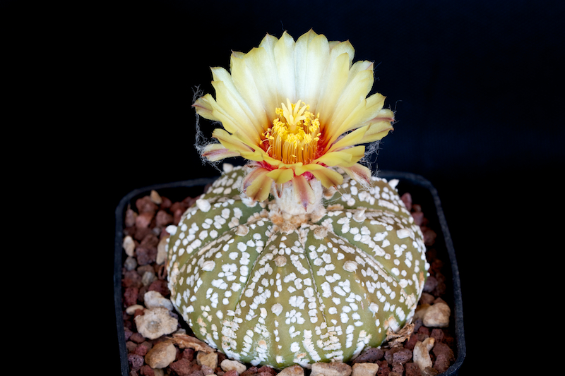 Astrophytum asterias cv. super kabuto 