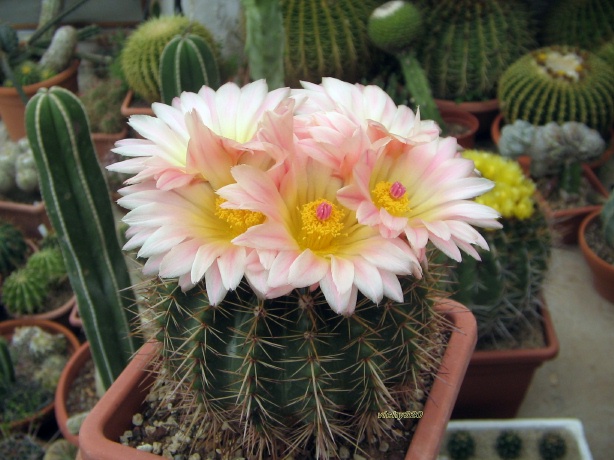 Parodia roseolutea 