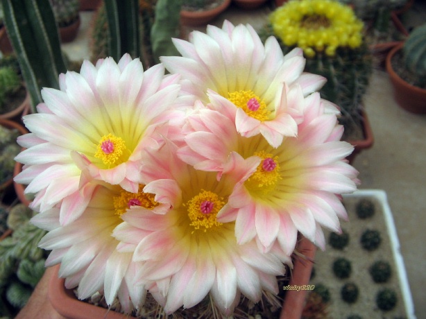 Parodia roseolutea 