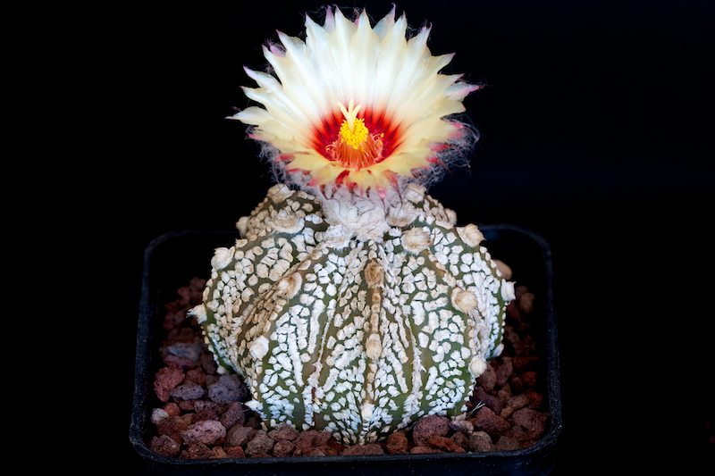 Astrophytum asterias cv. super kabuto x senile 