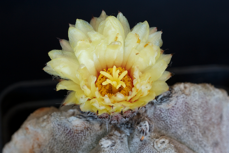 Astrophytum coahuilense 