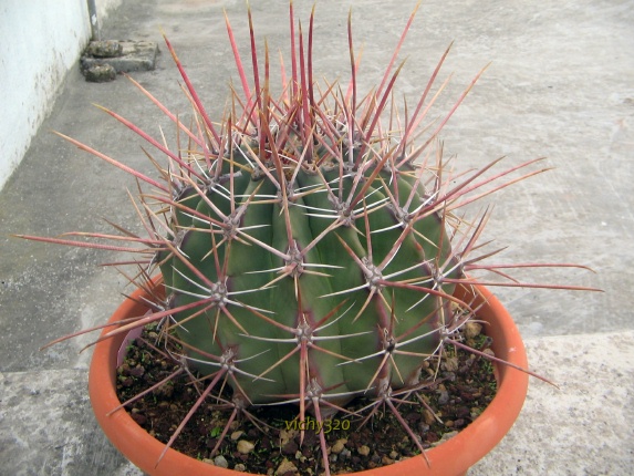 Ferocactus rectispinus 