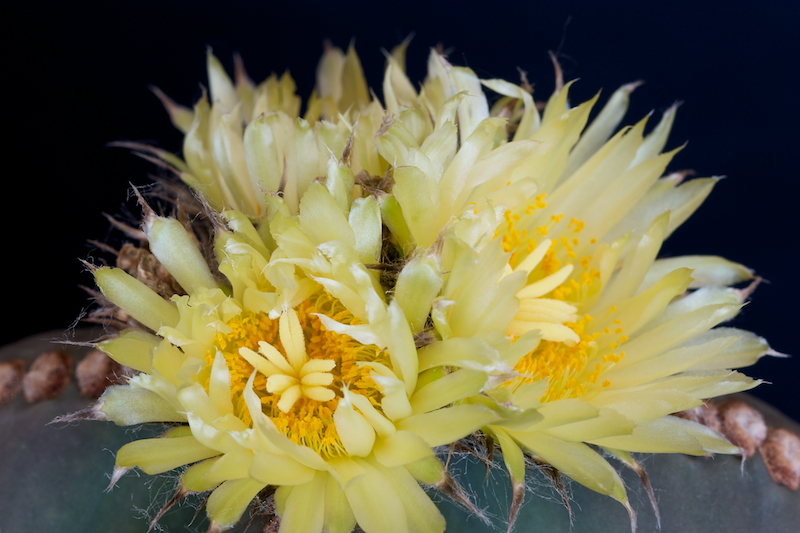 Astrophytum myriostigma v. nudum 