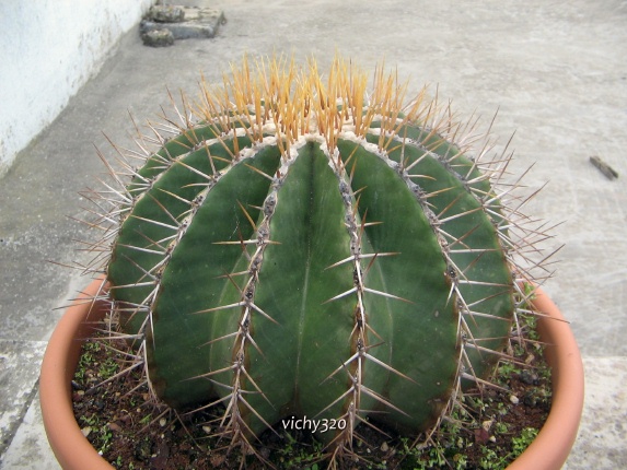 Ferocactus schwarzii 