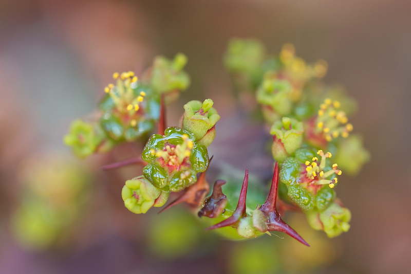 Euphorbia stellata 