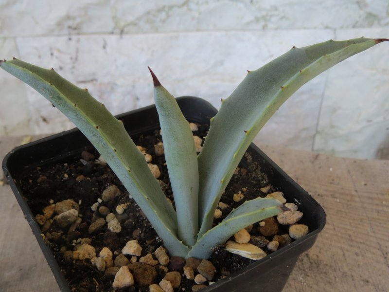 Agave americana v. oaxacensis 