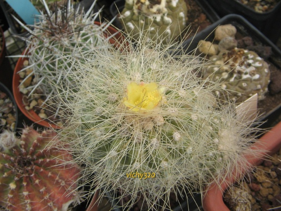 Copiapoa krainziana 