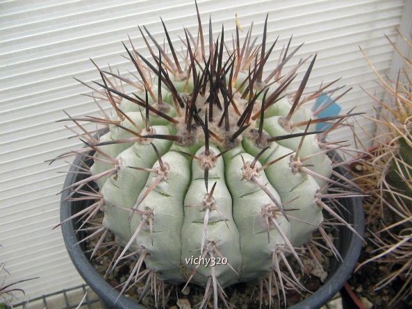 Copiapoa cinerea 