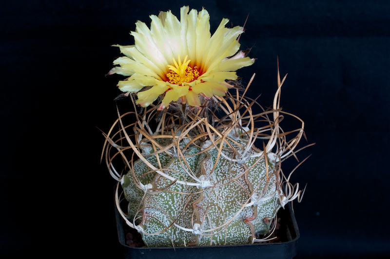 Astrophytum capricorne v. crassispinum 