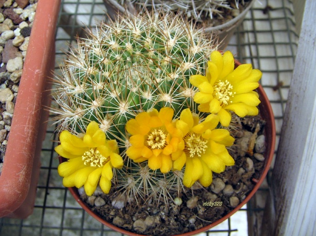 Weingartia neocumingii 