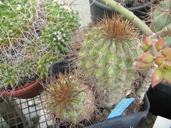 Copiapoa eremophila 