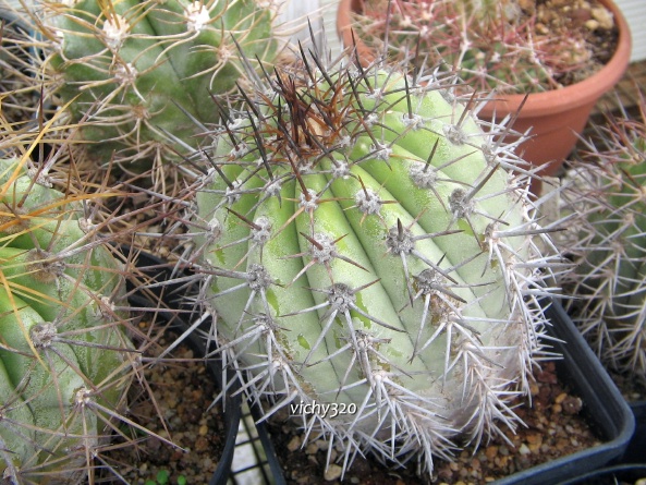 Copiapoa calderana 