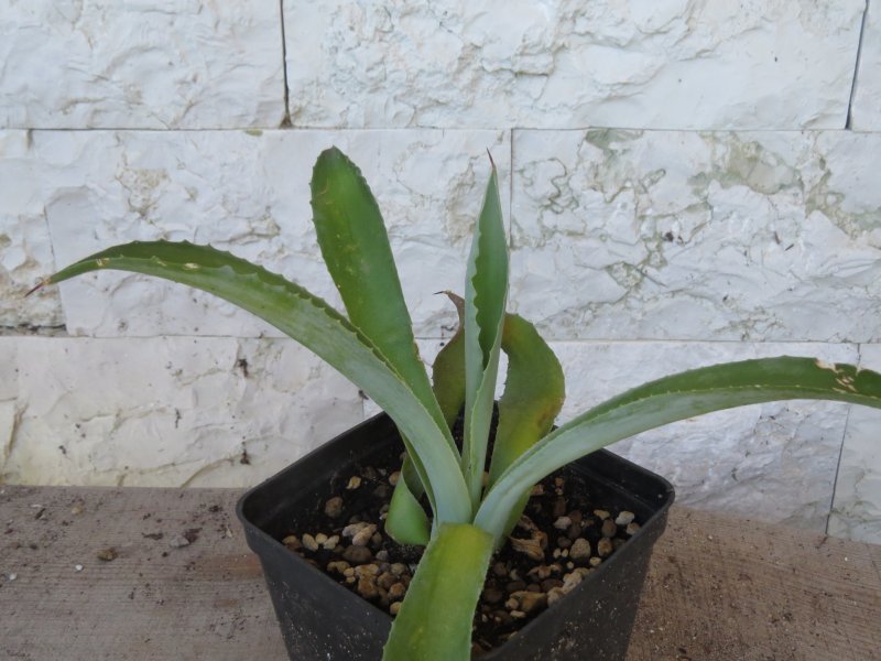 agave thomasae