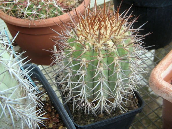 Copiapoa calderana 