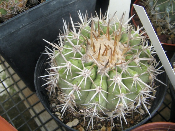 Copiapoa cinerascens 