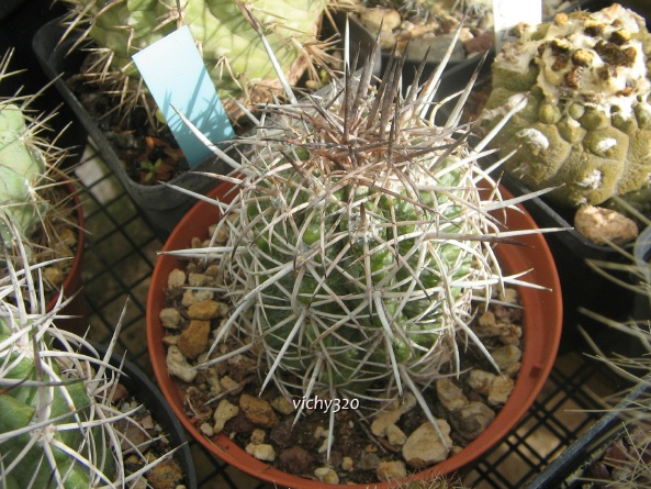 Copiapoa coquimbana 