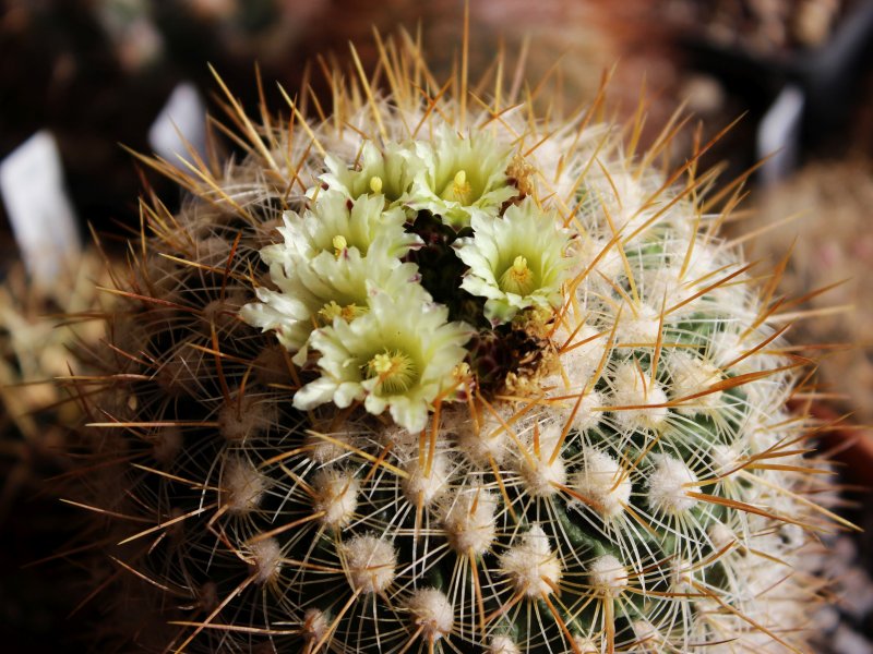 Stenocactus albatus 