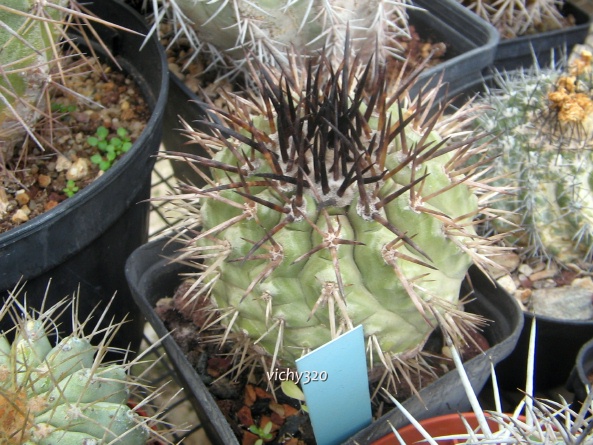 Copiapoa columna-alba 