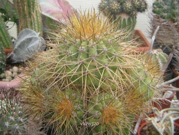 Copiapoa tenebrosa 