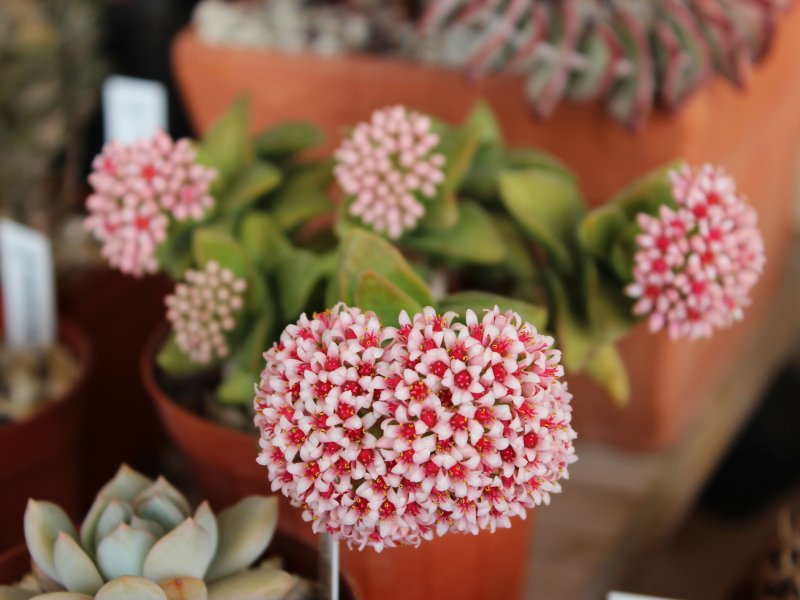 Crassula cv. springtime 