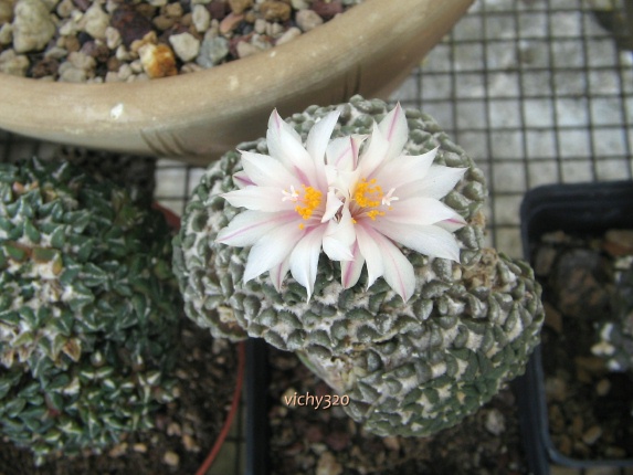 Ariocarpus kotschoubeyanus v. albiflorus 