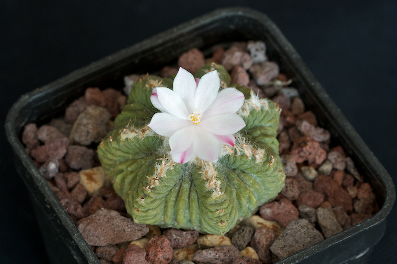 Aztekium ritteri 