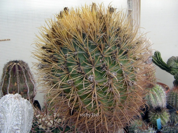 Ferocactus chrysacanthus 