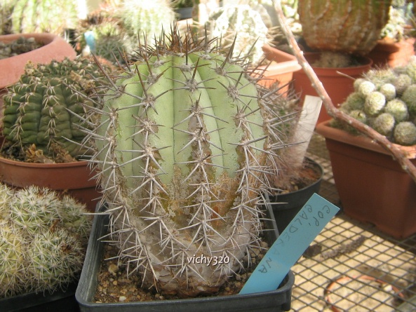 Copiapoa calderana 