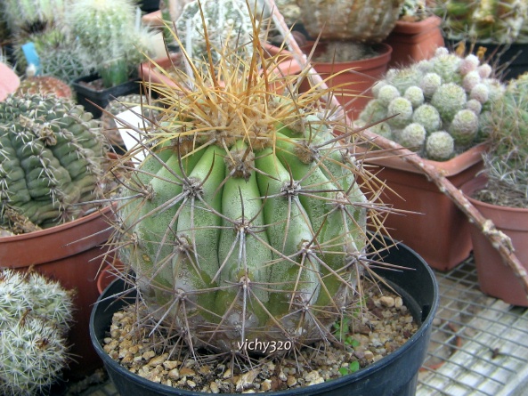 Copiapoa eremophila 