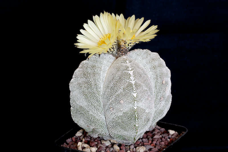 Astrophytum myriostigma f. quadricostatum cv. onzuka 