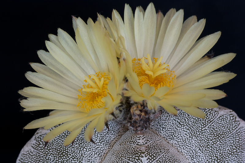 Astrophytum myriostigma f. quadricostatum cv. onzuka 
