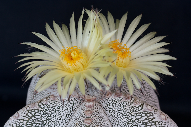 Astrophytum myriostigma cv. onzuka 